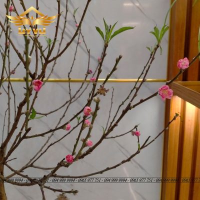 Nhà chị Thanh - Hình ảnh hoa đào tết