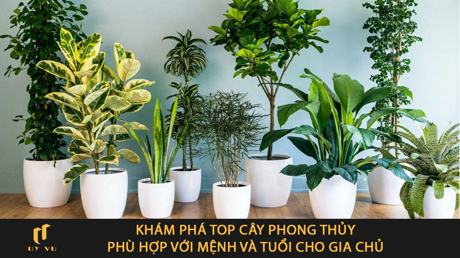 top cây phong thủy