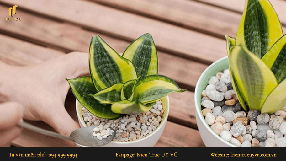 Khám phá top cây phong thủy phù hợp với mệnh và tuổi cho gia chủ Cây phong thủy - cây lưỡi hổ