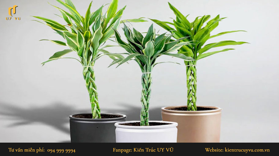 Khám phá top cây phong thủy phù hợp với mệnh và tuổi cho gia chủ Cây trúc phú quý