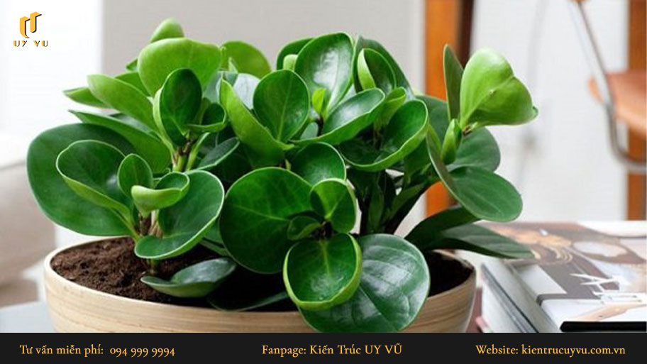 Khám phá top cây phong thủy phù hợp với mệnh và tuổi cho gia chủ Cây trường sinh