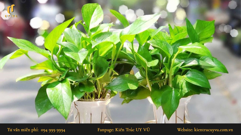 Khám phá top cây phong thủy phù hợp với mệnh và tuổi cho gia chủ Cây vạn niên thanh là cây phong thủy mang lại tài lộc
