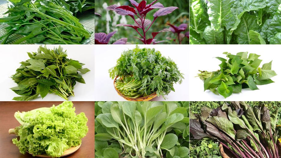 Trồng rau trên sân thượng: Giải pháp sống xanh hiệu quả cho nhà phố Các loại rau dễ trồng và phù hợp với sận thượng