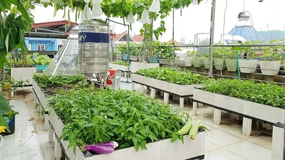 Trồng rau trên sân thượng: Giải pháp sống xanh hiệu quả cho nhà phố Những lưu ý khi trồng rau trên sân thượng