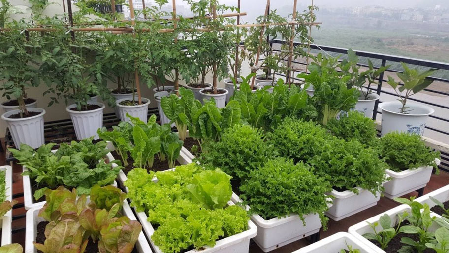 Trồng rau trên sân thượng: Giải pháp sống xanh hiệu quả cho nhà phố Trồng rau trên sân thượng bằng thùng sốp