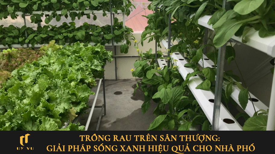 Giải pháp trồng rau trên sân thượng