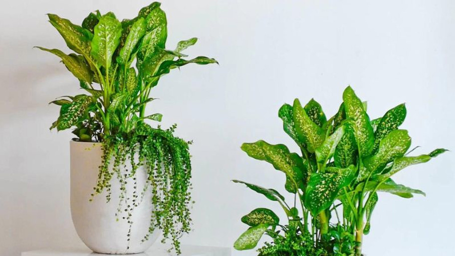 Phong thủy phòng thờ: 10 điều tối kỵ gia chủ không nên phạm phải Cây Vạn Niên Thanh thường được sử dụng để trang trí phòng thờ