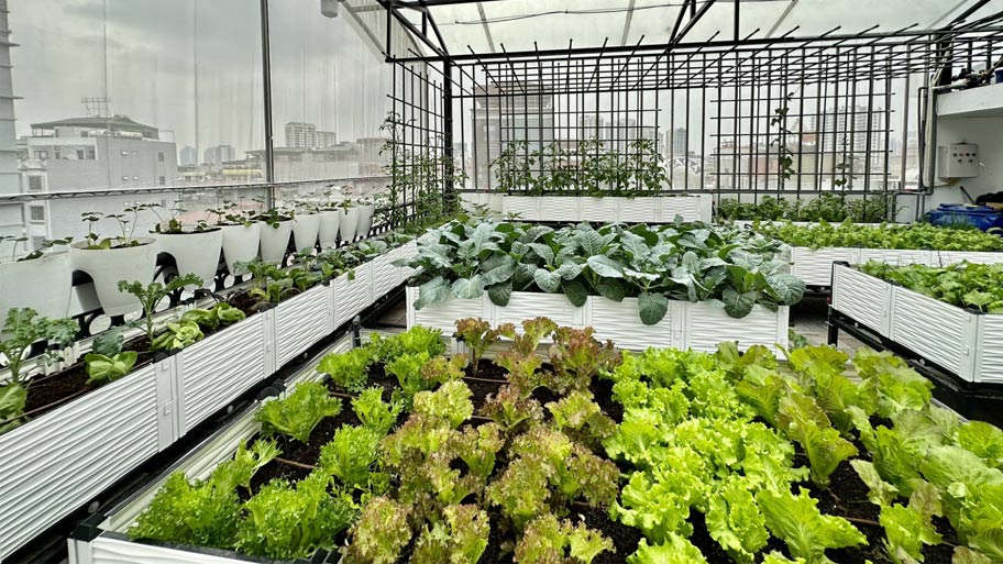 Gợi ý một số mẫu thiết kế sân thượng độc đáo và ấn tượng Trồng rau trên sân thượng