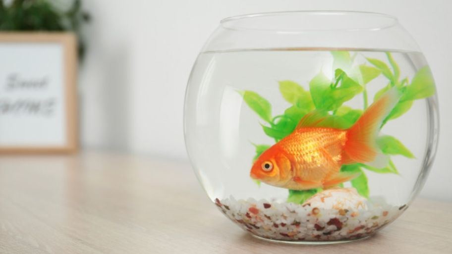 Bể cá mini trang trí bàn làm việc