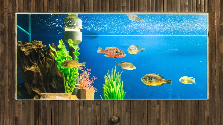 Hồ cá treo tường phong cách hiện đại