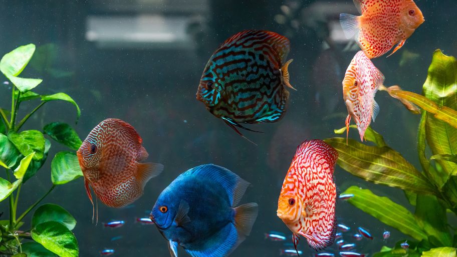 Những loại cá phù hợp để thiết kế hồ cá cảnh trong nhà