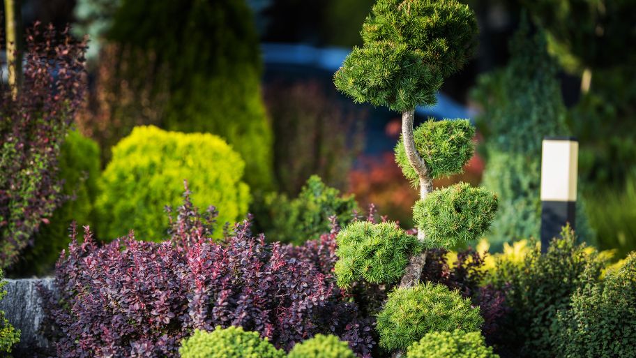 Điểm danh top 5 mẫu thiết kế tiểu cảnh trước nhà đẹp mê ly Chọn lựa cây cảnh thích hợp